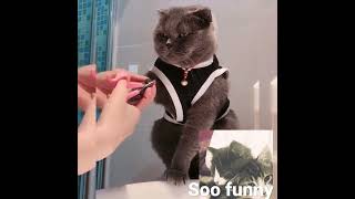 soo funny cats videos lovely #shorts #63#superb animals