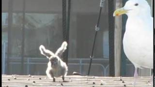 Baby seagull learning to fly