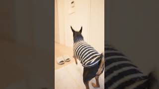 絶対にご飯をもらう為に犬が身に着けた方法…【ひとり暮らしと犬】Dog #shorts