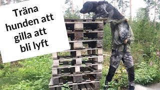 Få hunden att gilla att bli lyft