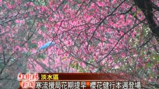 1040205紅樹林有線新聞 寒流攪局花季早謝 櫻花健行本周登場