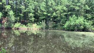 Chronicles of the Pond 6/23/21 - Watermeal Removal