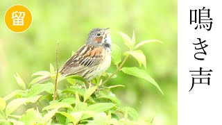 【解説付き】ホオアカの鳴き声（さえずり・地鳴き）