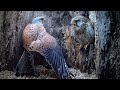 Young Male Kestrel Meets His Match in Courtship | Athena & Apollo | Robert E Fuller