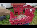 ness of brodgar orkney excavation update with archaeologist nick card megalithomania