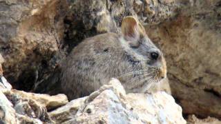 Tibetan pika: Small engineer key to world's water supply