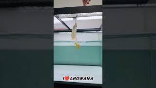 2021年8月28日【14】《I LOVE AROWANA / 我爱龙魚》猛龙扑食。#金龙 #红龙 #龙鱼 #观赏鱼