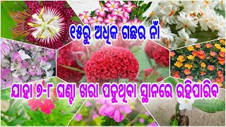 ୧୫ରୁ ଅଧିକ ଫୁଲଗଛ ଯାହା ପୁରା ଦିନର ଖରାରେ ରହିପାରିବ ll ବର୍ଷସାରା ଫୁଲ ଫୁଟୁଥିବା ଗଛ ll ଏବେ ନେଇଆସନ୍ତୁ ବଗିଚାକୁ