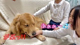 出された姉の手は噛むものだと思っている大型犬クッキー【ゴールデンレトリバーとミニチュアダックスフンド】