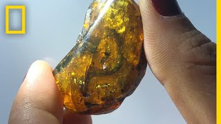 99-Million-Year-Old Baby Snake Fossil Found in Amber—First Of Its Kind | National Geographic