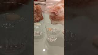 炭酸水に凍ったレモンを入れたときの猫たちの反応　#猫　#スコティッシュフォールド