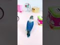 waoo cute video