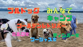 【犬連れキャンプ】ブルドッグ＆ゴールデンレトリバー合同キャンプ