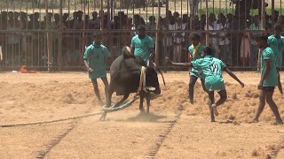 காளை அடக்க வந்த  இளைஞா்களை பந்தாடிய காளை வீடியோ