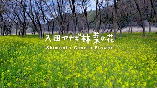 ここでしか見ることのできない風景！高知一の菜の花スポット【4K】