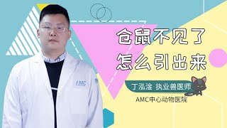 倉鼠不見了怎么引出來