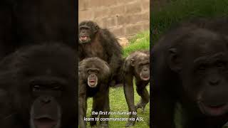 Interesting Facts About Chimpanzees #shorts