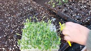 Transplanting Echinacea 'SunMagic' out of a 81 TC cell tray into 60 cell liner tray