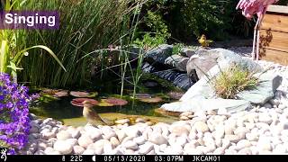 Greenfinch Singing