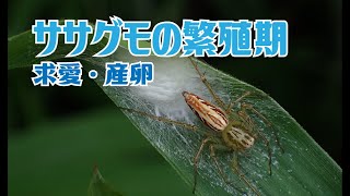 ササグモの繁殖期　求愛・産卵