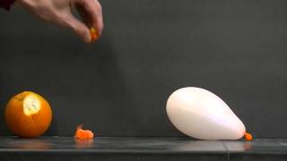 Pop a balloon with an orange peel!  Simple Science Experiment!