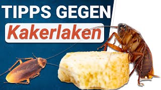 Kakerlaken Befall? 🆘 So wirst du Küchenschaben los!