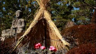 寒さに耐えて咲く　冬牡丹　当麻寺奥院（奈良県葛城市）