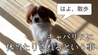 【キャバリア】キャバリアに体当たりされるという事【ペット】