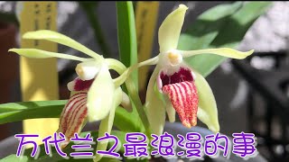 08/31/2022 陶粒木炭树皮种植万代兰Vandofinetia Virgil X V. cristata; Vanda Paki X Vanda (Neofinetia) Falcata