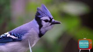 Birdwatching for Kids!