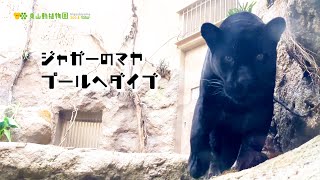 【東山動植物園公式】ジャガーのマヤ、プールにダイブ！《 ジャガー 》