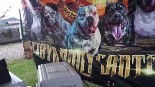 DIFERENCIAS PIT BULL Y AMERICAN  BULLY PARTY FEAST QUERETARO