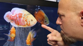 These Fish Make Fish Keepers QUIT! The Worst Fish For Beginners!