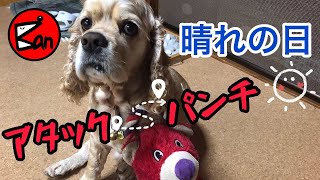 僅かな晴れ間で陽気な家族ばぁちゃんにかます犬パンチ Aコッカー石松くんCheerful family in a slight sunny day