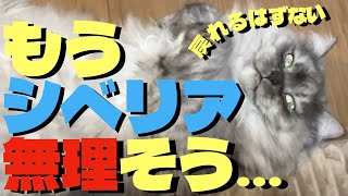 【猫マジ悟り】もうシベリアには帰られへんのや。だって寒いもん。