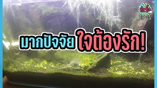 ลึกซึ้ง EP 35 : ตู้ไม้น้ำ (ภาคทฤษฎี)