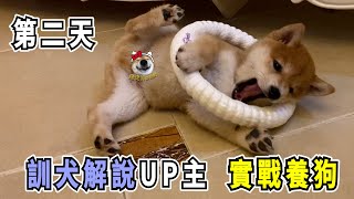 訓犬解說UP主，從紙上談兵到實戰飼養柴犬第二天，一天只睡3小時！What is it like to raise a Shiba Inu