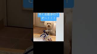 【モフモフ犬】【ビションフリーゼ】お散歩待ちくたびれて…