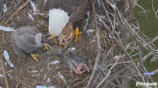 SWFEC 1-22-24.  M15 delivers a fish; F23 brings a bird carcass, later removes it from the nest.