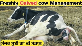 Freshly calved cows management | ਸੱਜਰ ਸੂਈ ਗਾਂ ਦੀ ਸੰਭਾਲ਼ |  Kitta khetibadi | Dairy farm