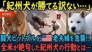 【海外の反応】世界最強の「闘犬」ピットブルが日本の紀州犬にたった5秒で戦意喪失させられてしまった理由【GJタイムス】