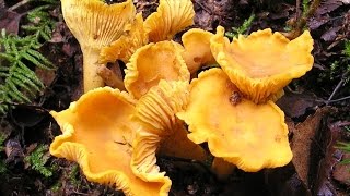 How to find Chanterelle Mushrooms in north Michigan Cantharellus cibarius