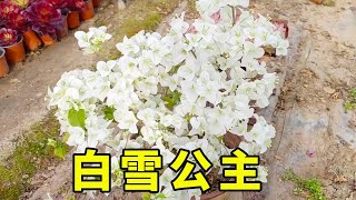 三角梅白雪公主比較“懶”，雖然白色花非常美，但是促花需要技巧【養花匠小齊】