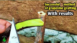 Grapevine grafting best technique with update #grapevines  #grapevinetexas #grapegrafting