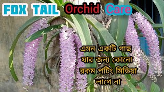 ফক্সটেল অর্কিড গাছের পরিচর্যা/ Foxtail Orchid Care. ফক্সটেল অর্কিডে অনেক স্টিক কিভাবে পাবেন? #orchid