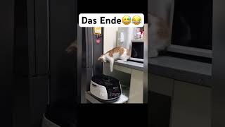 Das Ende😅 #music #remix #phonk #lustigekatze #chat #humour #cat #fail #animeedit #anime