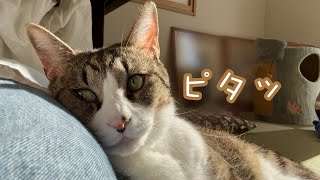 日向ぼっこのお誘い　甘えん坊全開な猫様