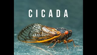 Song of the Cicada