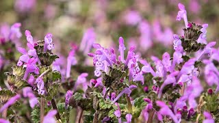 大発生！ホトケノザ (仏の座 Lamium amplexicaule) 、オオイヌノフグリ (大犬の陰嚢) 、ヒメオドリコソウ (姫踊り子草) : 4K