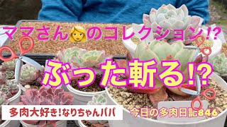 【多肉植物】【ガーデニング】【農家】【農業】【農園】【園芸】久しぶりにマイコレクションを❣️　        多肉大好き！なりちゃんパパ　多肉奮闘記その846